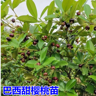巴西甜樱桃苗 南方樱桃果树苗 盆栽果树 当年挂果 大果玫瑰樱桃树