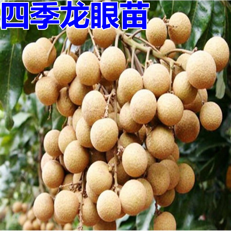 四季龙眼苗 石硖龙眼苗 龙眼果树苗 石圆 庭院果树四季桂圆苗盆栽