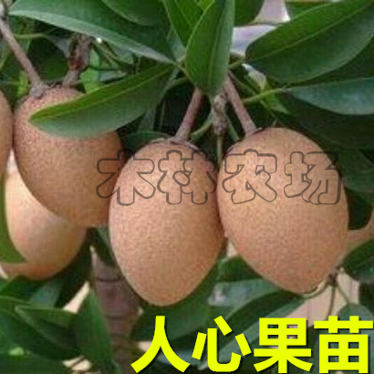 人心果苗 正宗人心果树苗 吴凤