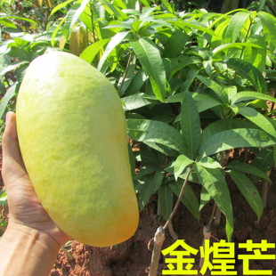 金煌芒果苗 金黄芒果苗台湾超大芒果树苗 盆栽果树芒果之王带土发