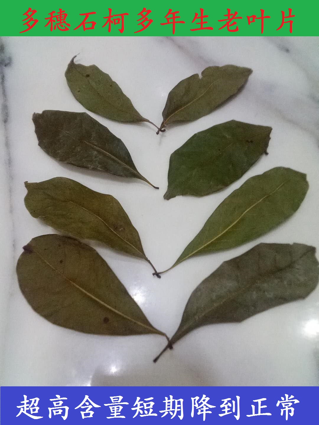 多穗石柯 木姜叶柯 老叶子不甜 重庆 甜茶叶 特产