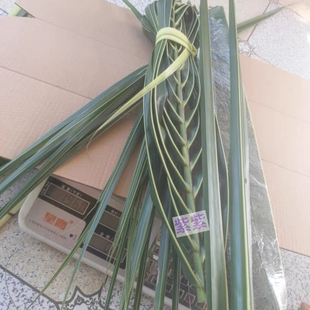 真叶子 椰子叶整扇叶尾叶 新鲜树叶整片 叶芯 椰子片甜品装饰叶子
