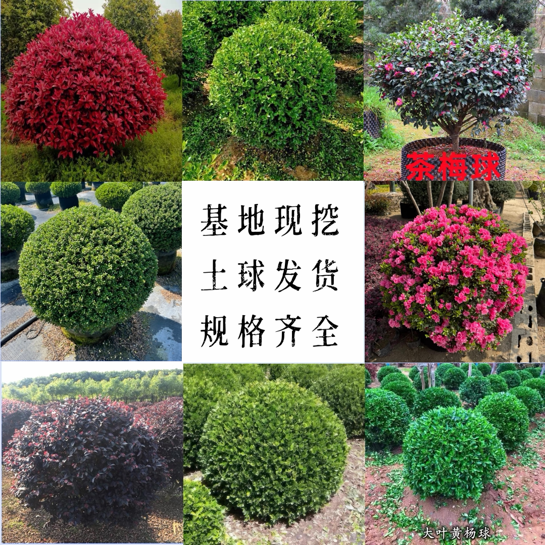 黄杨球绿化工程苗冬青球景观造型