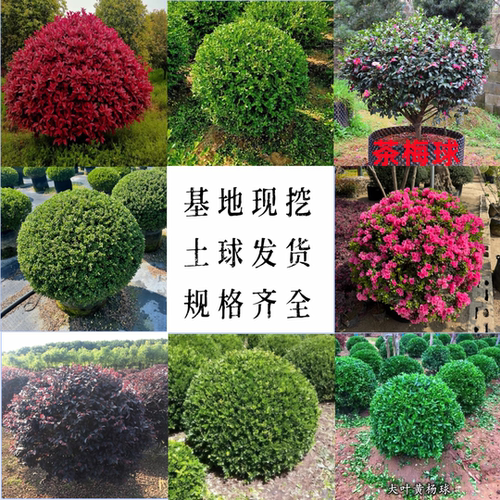 黄杨球绿化工程苗冬青球景观造型