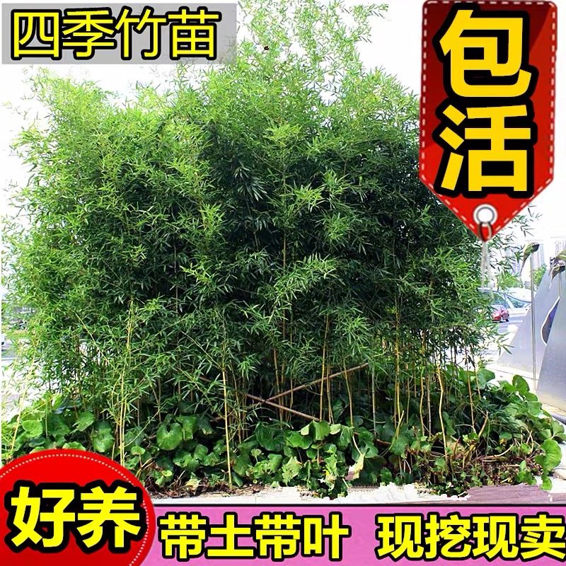 紫竹苗围墙竹子苗庭院毛竹苗常青