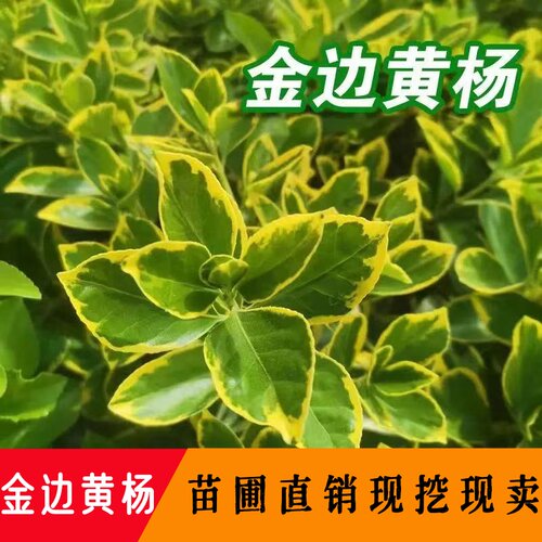 金边黄杨四季常青庭院冬青造型球