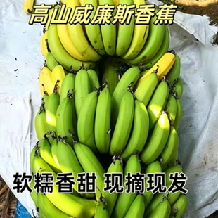 多规格广西威廉斯高山香蕉绿皮香蕉产地现摘自发自然熟新鲜应季