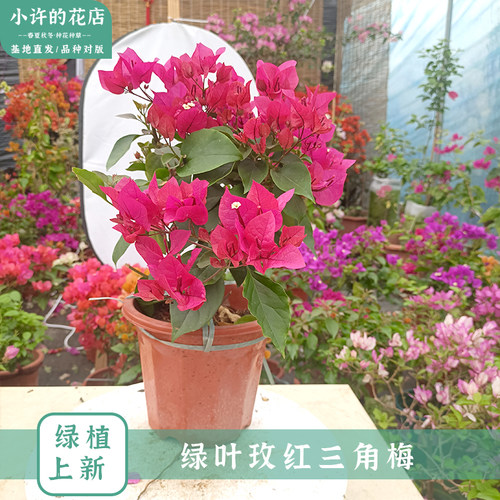 【绿叶玫红三角梅】深玫瑰红花色玫粉色大气勤花品种