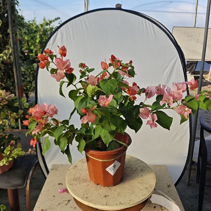 【日落三角梅】家庭庭院种植花卉暗斑叶不甜西瓜花色类似