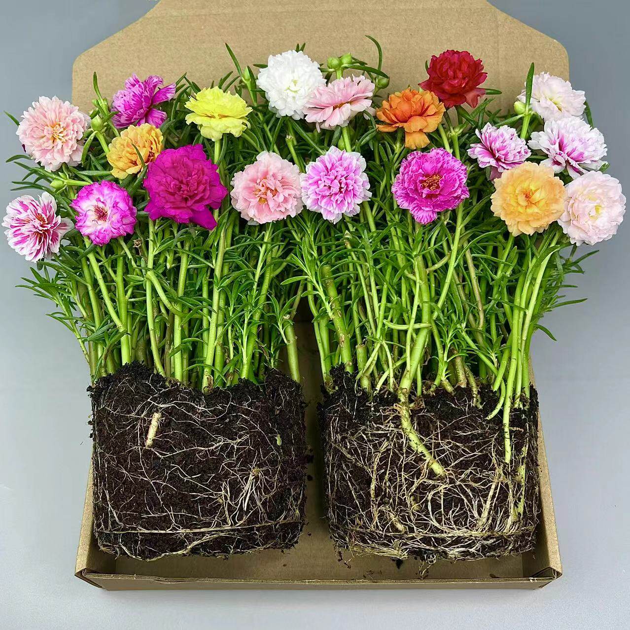 【带根带原土】重瓣太阳花苗宿根混色多色植物绿植室内外花卉