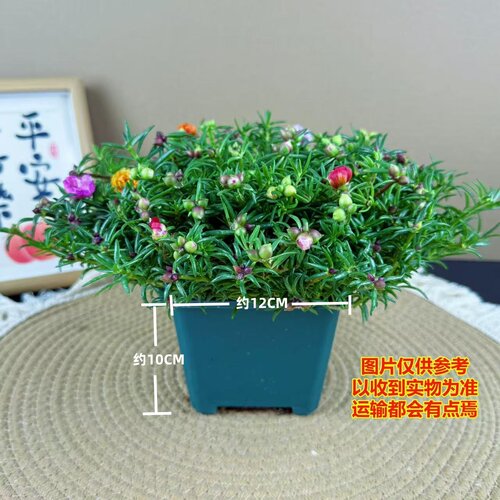 重瓣太阳花苗带土带苞易养