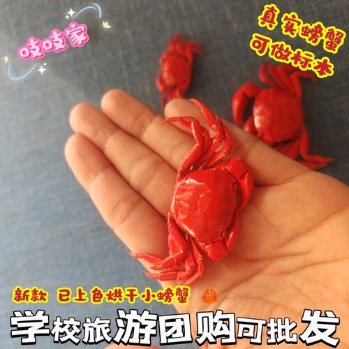 天然真螃蟹标本小迷你螃蟹diy相框手工制作材料科学实验室幼教