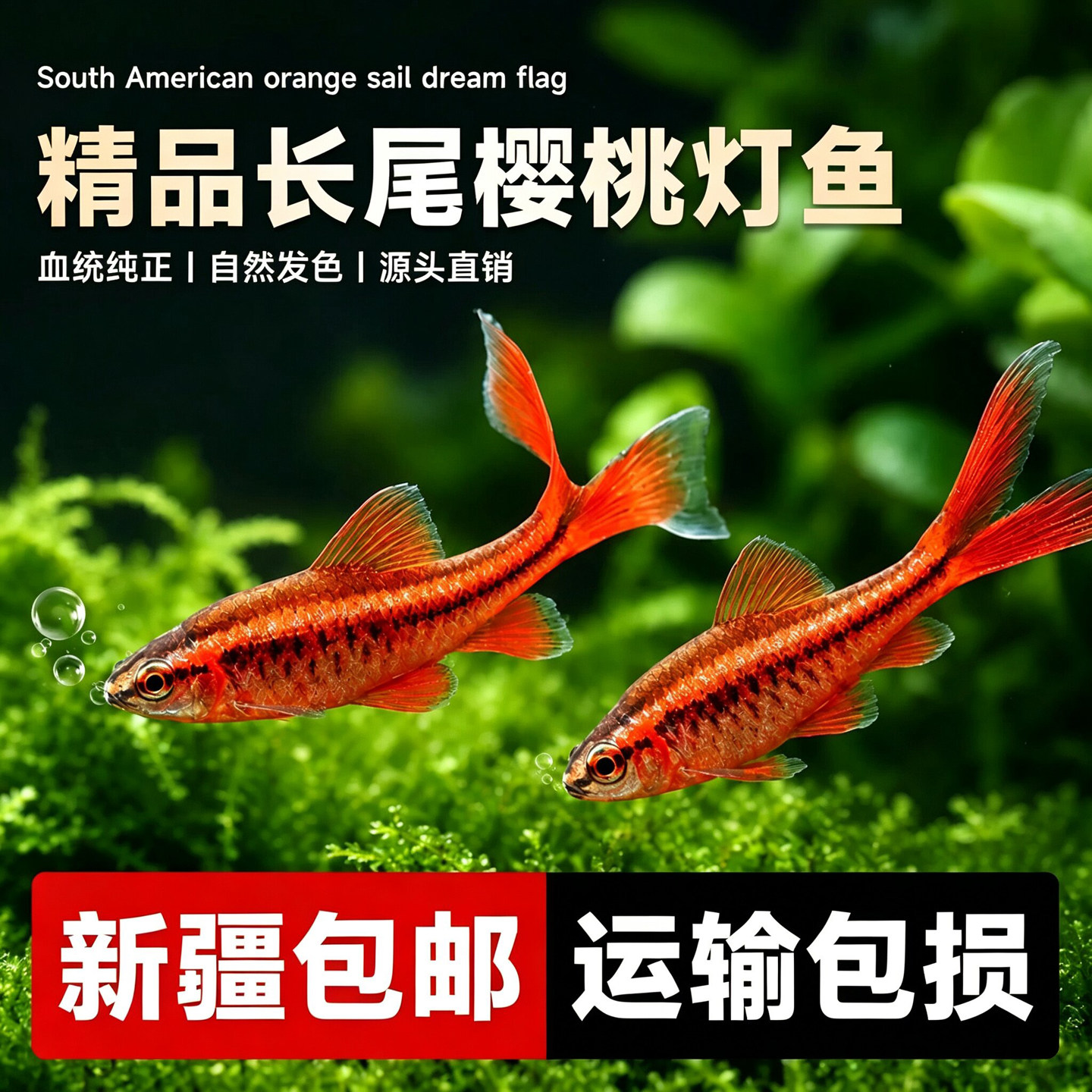 长尾樱桃灯水草缸群游灯科鱼
