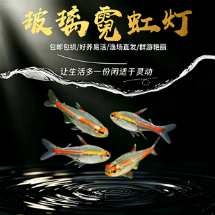 红管灯鱼玻璃霓虹灯热带观赏鱼水草缸群游鱼小型红灯管灯鱼活体鱼
