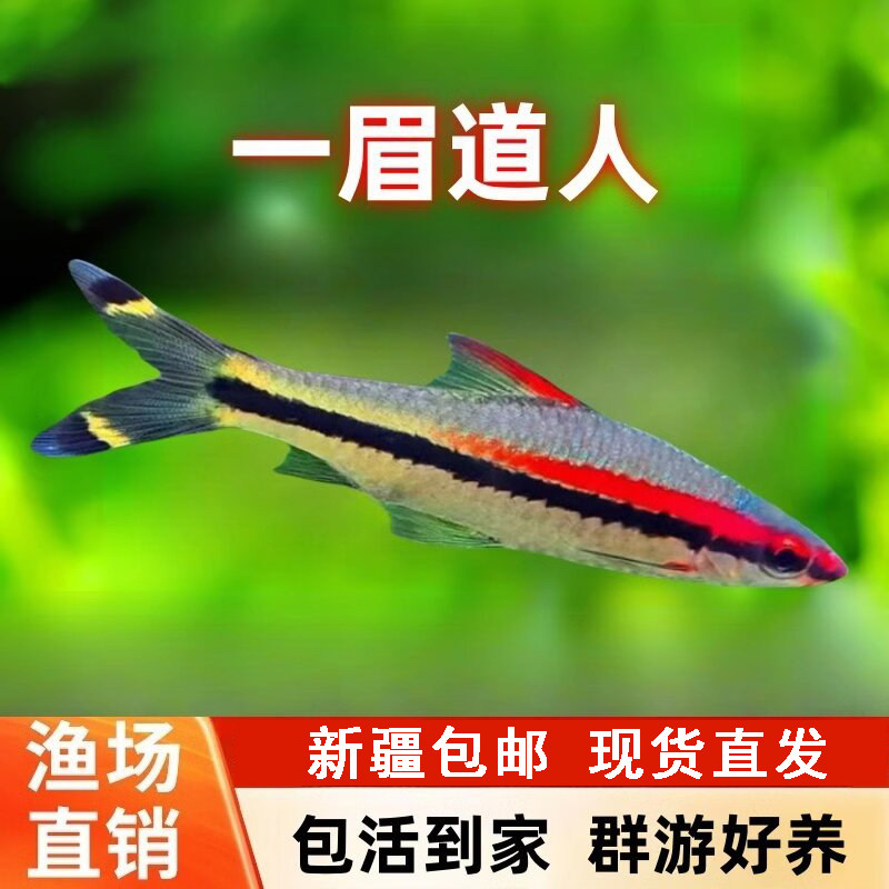 一眉道人群游鱼热带小型鱼草缸鱼