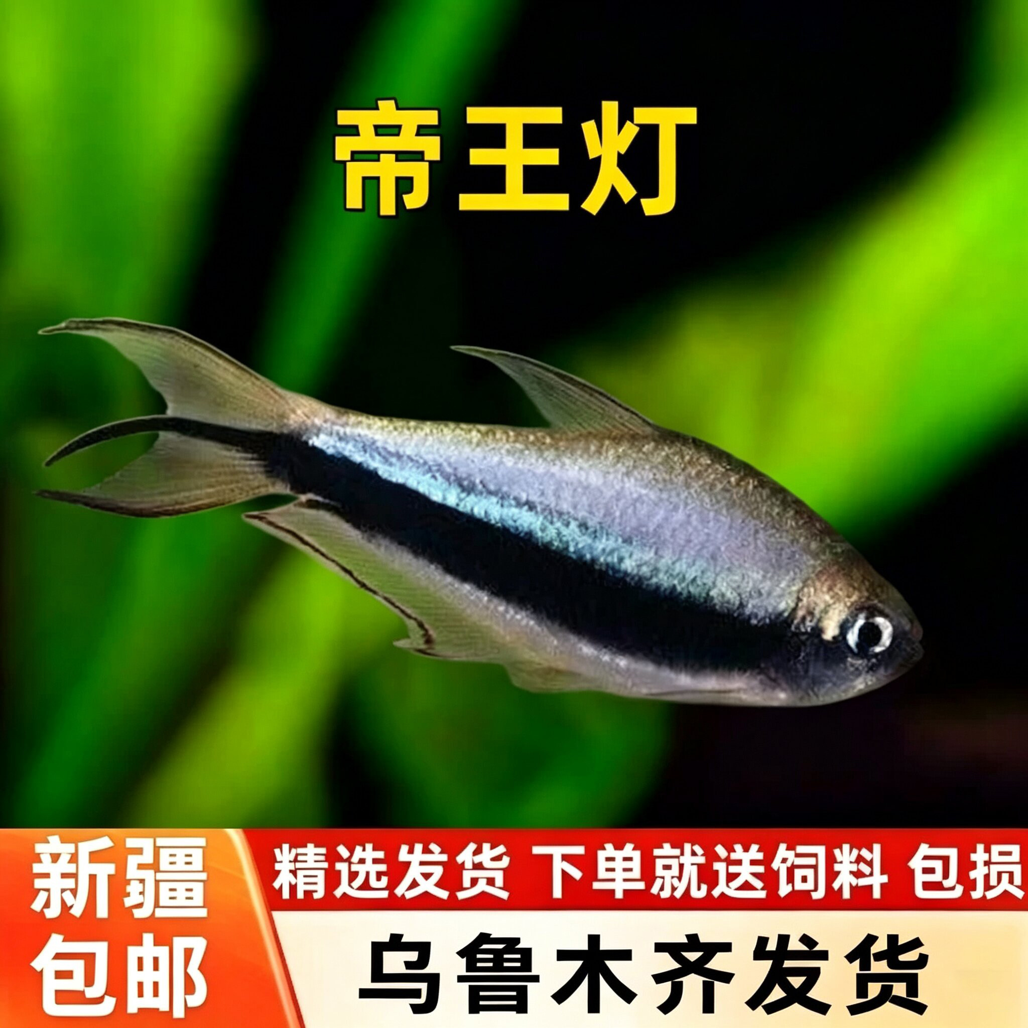 帝王灯鱼黑帝王热带观赏鱼