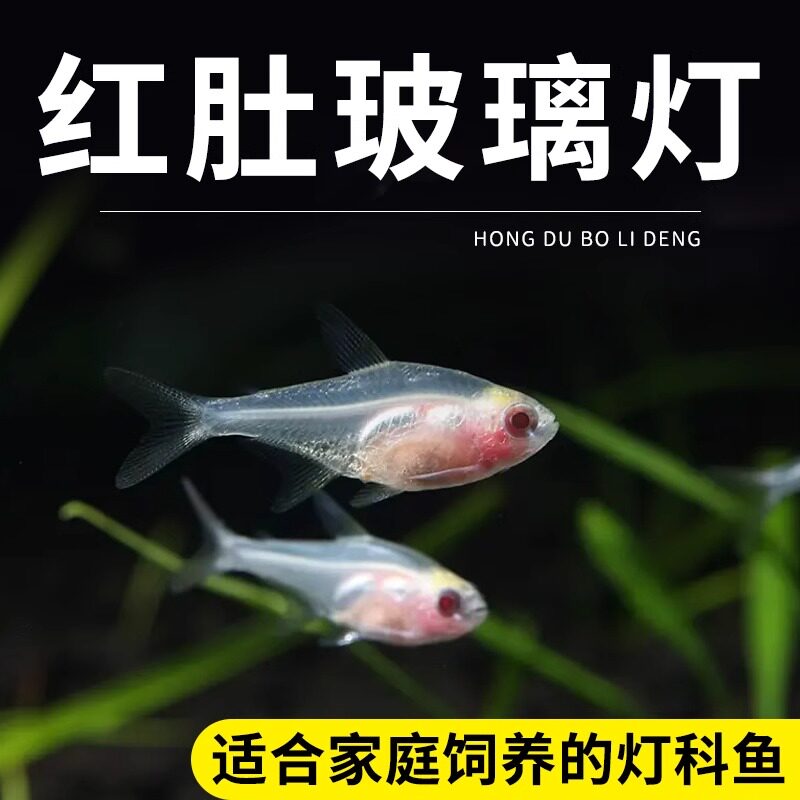 红肚玻璃鱼活体透明鱼热带鱼观赏小鱼生态缸草缸淡水群养鱼灯科鱼