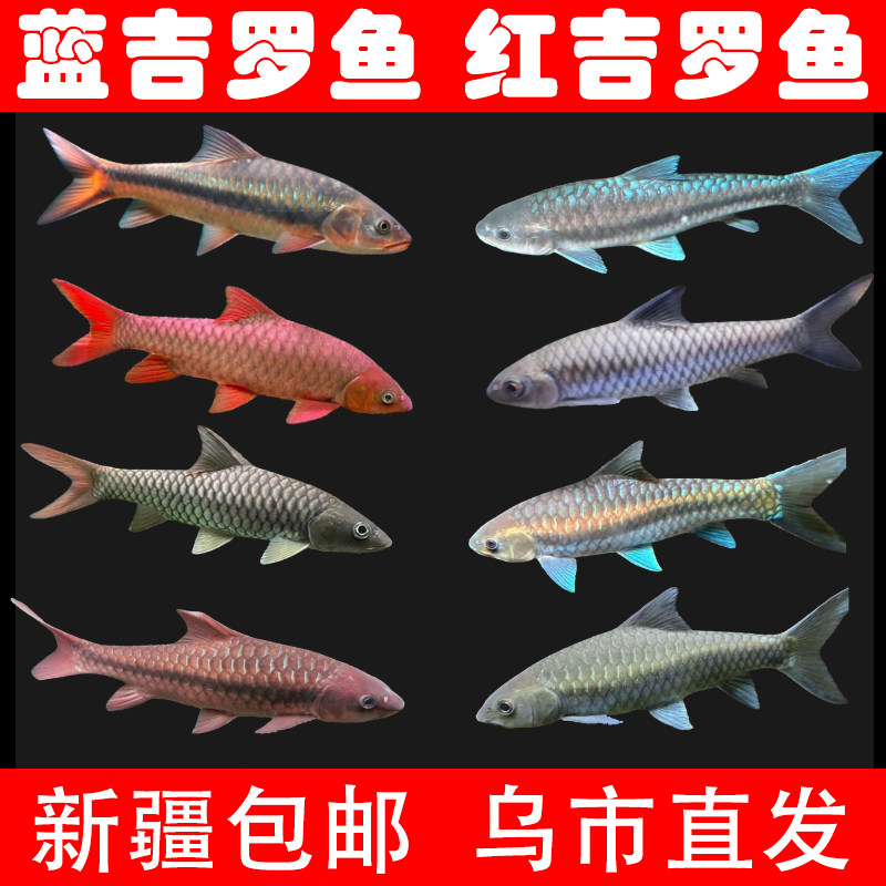 保山蓝吉罗鱼红吉罗淡水鱼冷水鱼