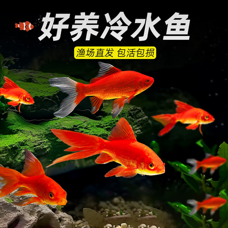 Small goldfish seedlings, ornamental fish, cold water tolerant, good for fish farming, freshwater red and white koi, live fish, small fish grass goldfish, live fish