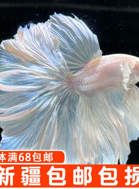 泰国斗鱼狮王马尾半月淡水热带鱼