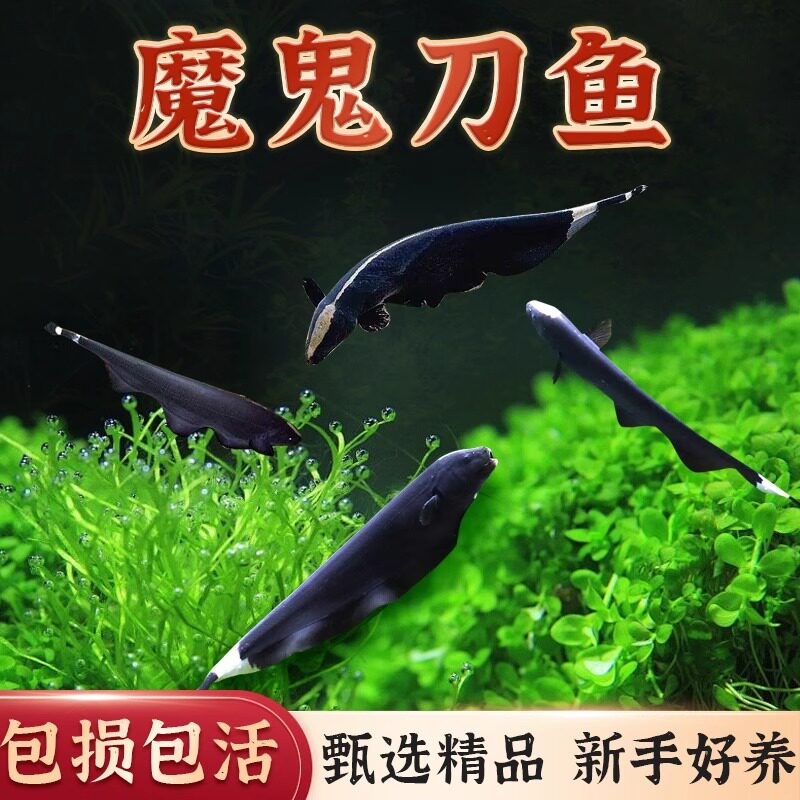 魔鬼刀鱼黑魔鬼羽毛鱼热带鱼观赏鱼宠物鱼淡水观赏鱼好养小鱼包活