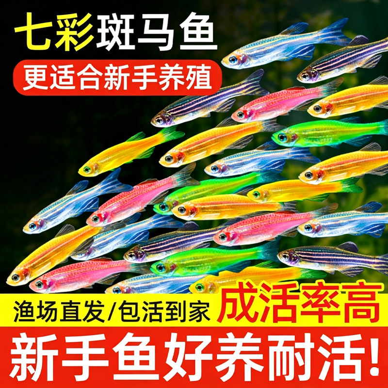 热带观赏鱼七彩斑马鱼红绿灯科鱼小型冷水淡水群游好养活的练手鱼