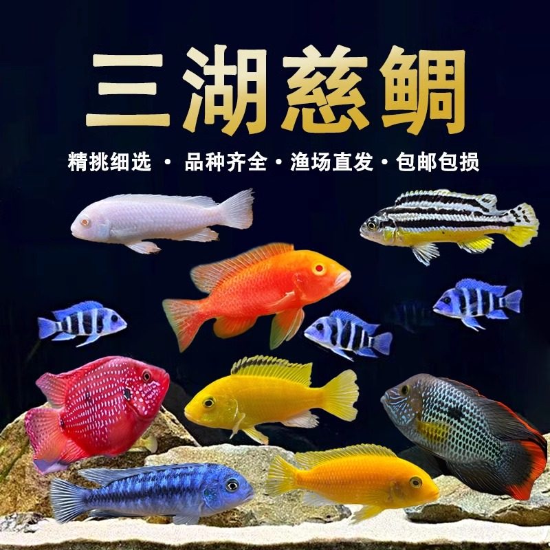 三湖慈鲷鱼马鲷非洲王子凤凰鱼