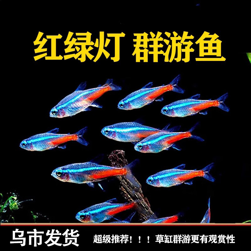 红绿灯观赏鱼小型热带灯科鱼宝莲灯淡水鱼苗缸群游鱼孔雀鱼活体鱼