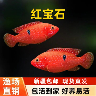 血钻红宝石红钻石食土鲷鱼三湖慈鲷观赏鱼淡水活鱼好养热带鱼包活