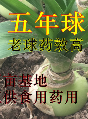 虎眼万年青种球植物盆栽海葱