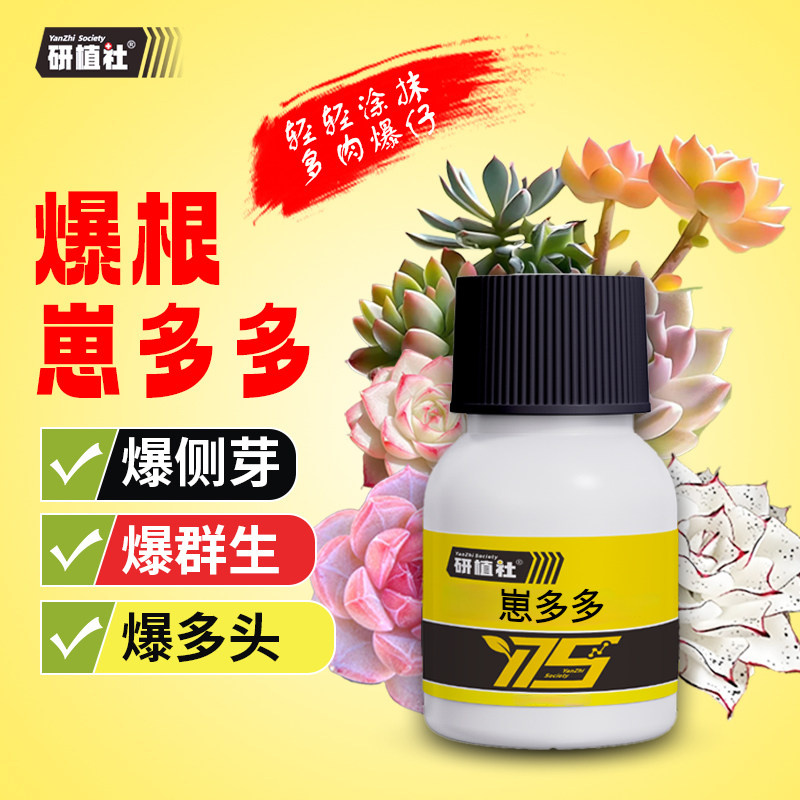 研植社爆根多肉崽多多爆芽素图片