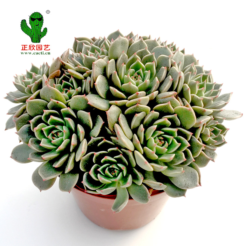 奥利维亚群生多肉植物超萌花卉盆栽办公室内阳台四季绿植在类目 鲜花速递/花卉仿真/绿植园艺, 花卉/绿植盆栽（新）, 多肉植物中 - 来自Buy2taobao.com提供专业的淘宝代购服务