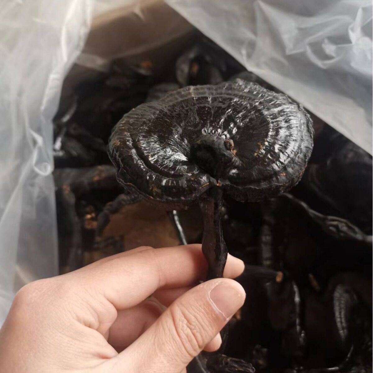 长腿黑灵芝大竹灵芝不苦山东灵芝紫灵芝整朵大量供应真货