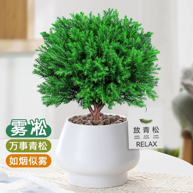 放青松绿植盆栽网红雾松办公室内桌面好养解压小盆景净化空气花卉,鲜花速递/花卉仿真/绿植园艺,大型绿植/成品组合盆栽,淘宝优惠券,粉丝福利购,淘宝优惠卷