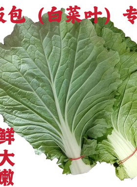 辽宁大东北打包白菜叶子现摘蔬菜包饭菜叶新鲜蔬菜青菜白菜大包邮