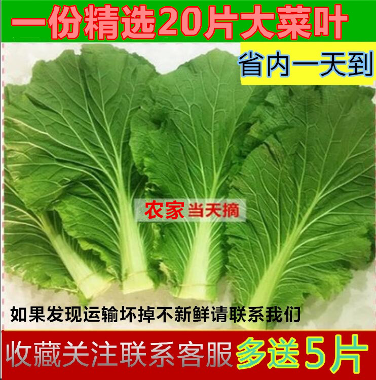 东北正宗打饭包白菜叶送苏子叶包饭包菜叶绿色新鲜农家种蔬菜包邮