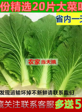 东北正宗打饭包白菜叶送苏子叶包饭包菜叶绿色新鲜农家种蔬菜包邮