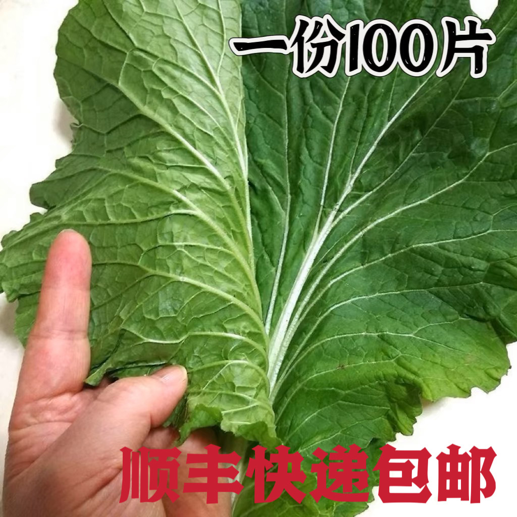 顺丰包邮商用100片东北打饭包白菜叶蔬菜包饭菜叶新鲜白菜叶大叶