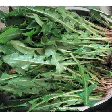 纯野生天然婆婆丁新鲜蒲公英蔬菜带跟现定现采现挖自家山包邮