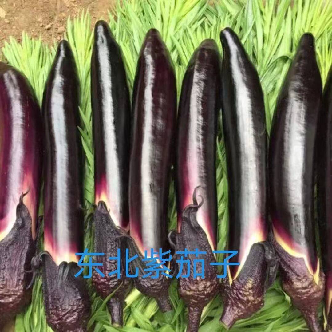 东北紫茄子黑茄子长茄子紫库茄子新鲜蔬菜茄子现摘现发紫库茄子