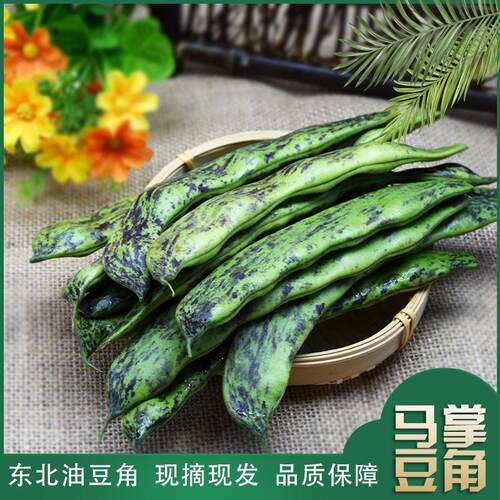 东北豆角马掌豆角新鲜菜蔬菜农家油扁豆角特产2024头茬开锅烂豆角