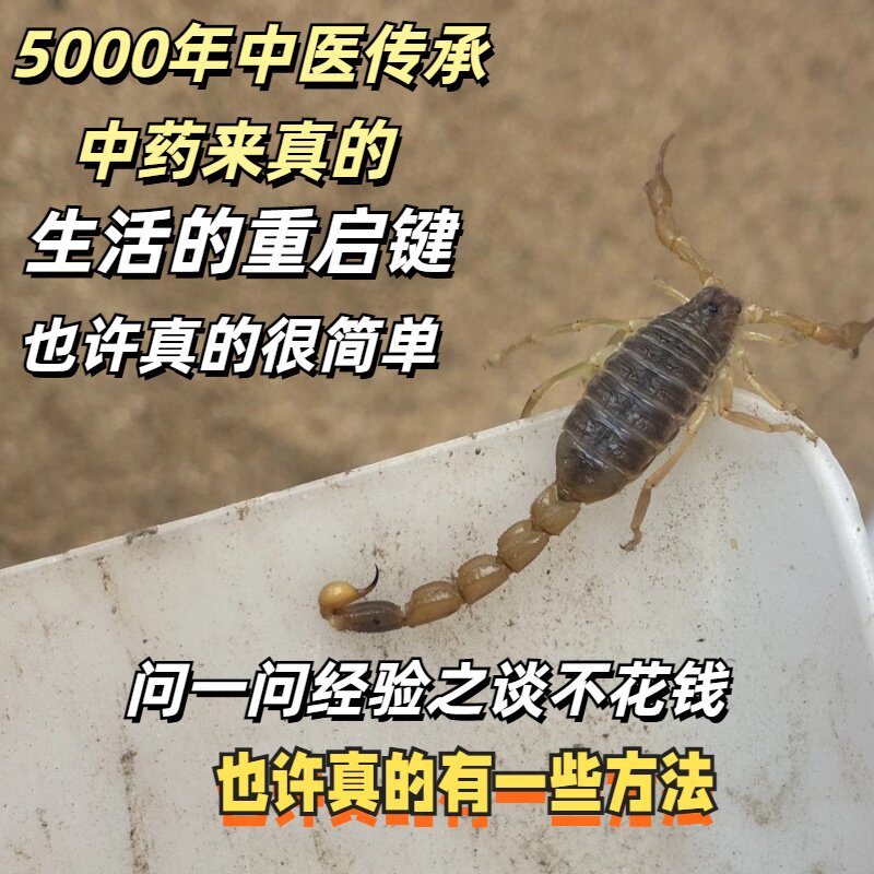 全蝎子药用油炸泡酒正宗山东毒