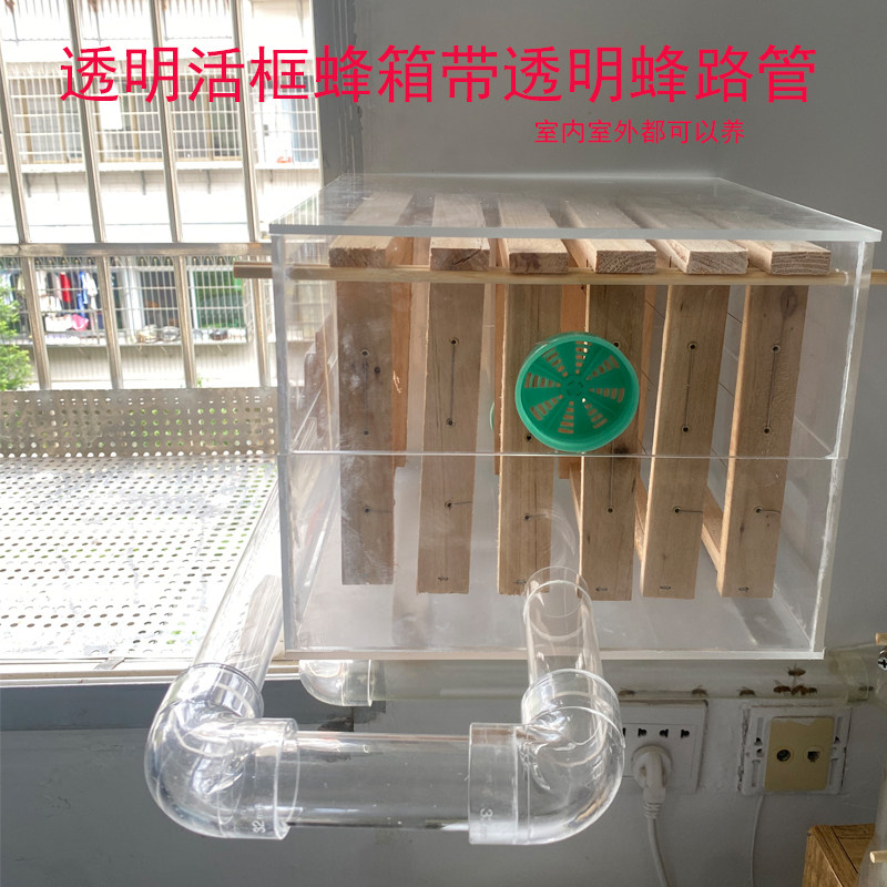 室内养蜂全套格子活框透明蜂箱蜂路管视频直播展示家里观赏蜜蜂箱