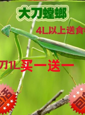 螳螂宠物幼体中华大刀眼斑广府