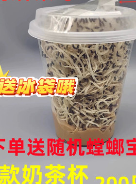包邮果蝇杯活体饲料大小残翅无翅