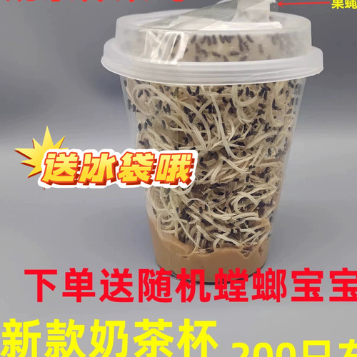 包邮果蝇杯活体饲料大小残翅无翅