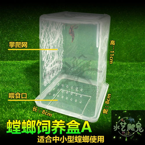 螳螂螳螂宠物昆虫宠物包邮