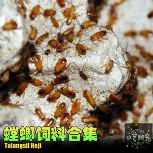 包邮活体爬宠饲料大麦虫面包虫 樱桃0.3~2.5 杜比亚蟑螂 龙鱼饲料