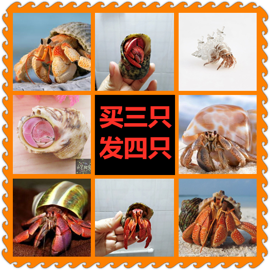 【宠物寄居蟹】2-8cm多品种 草莓灰白短腕活体陆生淡水新手宠物蟹|ruв категории животное/Животное питание и принадлежностей, аквариум мира, краб - от Buy2taobao.com для оказания профессиональной услуги покупки агента Taobao