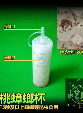 包邮果蝇杯活体饲料大小果蝇残翅无翅跳蛛树蛙螳螂活体饲料果蝇杯